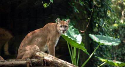 Sorprende avistamiento de puma en la Reserva de la Biosfera Balam Kú en México