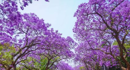 Jacarandas en la CDMX: 3 cosas que no sabías de estas flores que pintan de morado la primavera