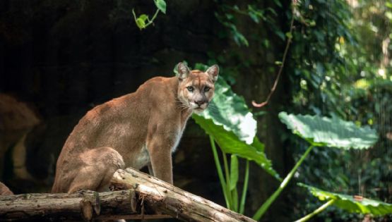 Sorprende avistamiento de puma en la Reserva de la Biosfera Balam Kú en México
