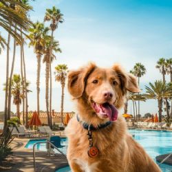 Cómo llegar al balneario pet friendly en un Pueblo Mágico de Morelos con entrada por 210 pesos