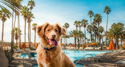 Cómo llegar al balneario pet friendly en un Pueblo Mágico de Morelos con entrada por 210 pesos