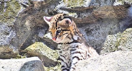 El ocelote herido que fue rescatado en Oaxaca y ahora recibe atención para salvar su vida