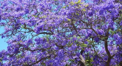 Los lugares de la CDMX para recibir la primavera entre flores de jacaranda