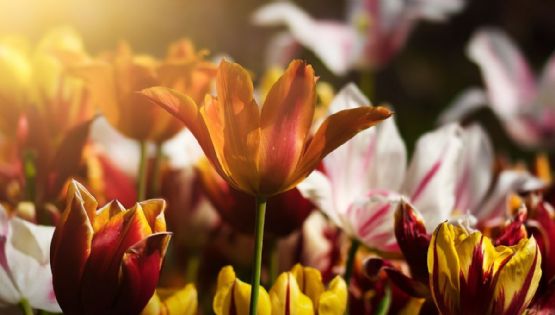 Día de las Flores 2026: Así será la celebración más colorida en Guanajuato