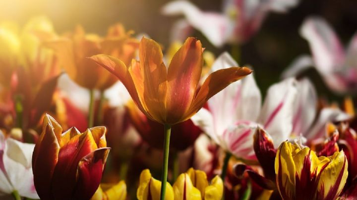 Día de las Flores 2026: Así será la celebración más colorida en Guanajuato