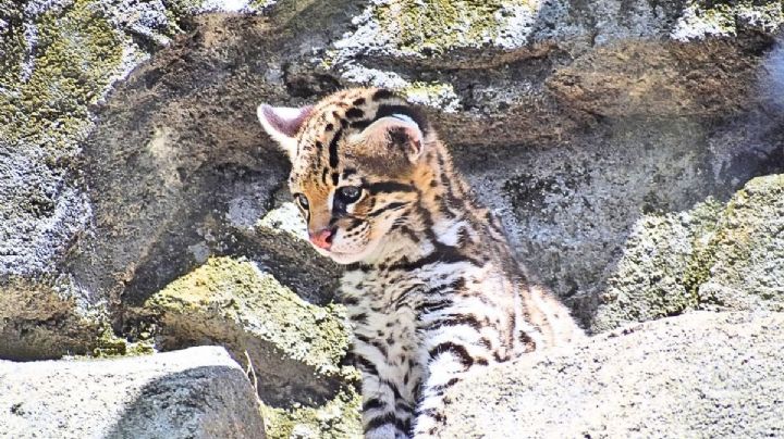 El ocelote herido que fue rescatado en Oaxaca y ahora recibe atención para salvar su vida