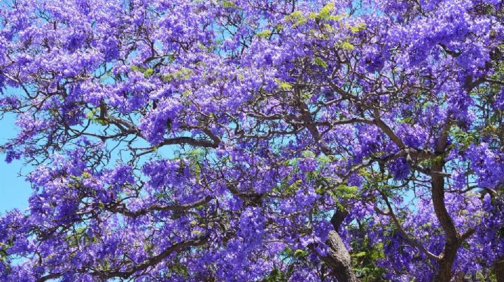 Los lugares de la CDMX para recibir la primavera entre flores de jacaranda