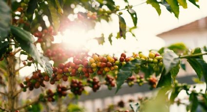 ¿Cuál es el mejor Pueblo Mágico de Puebla para visitar cafetales?