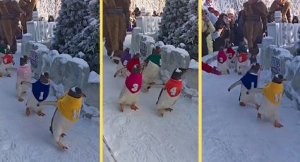 Pingüinos patinadores desfilan en China y enamoran a los viajeros