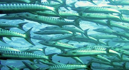 Dos “peces del fin del mundo” aparecen en una playa de Cabo San Lucas y el hecho intriga a expertos