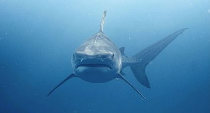 Hallan tiburón dormilón en la Antártida por primera vez y el descubrimiento intriga a científicos