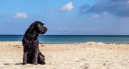 La playa pet friendly de Yucatán para vacaciones inolvidables con tu perrito