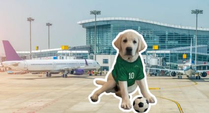 Goliat, el nuevo perrito vigilante del AIFA durante el Mundial 2026