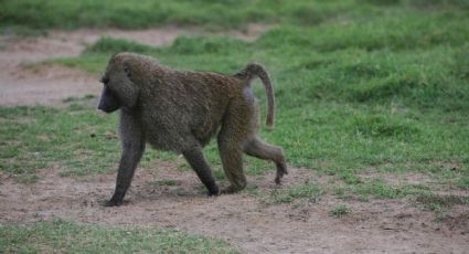 Captan a un primate deambulando en Nuevo León y el hecho llama la atención entre viajeros