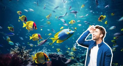 El acuario más grande de Latinoamérica anuncia entradas por 150 pesos para niños en vacaciones