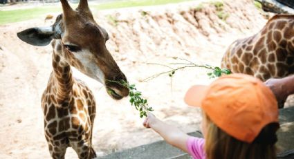 El zoológico del Edomex donde puedes conocer animales por 50 pesos de entrada