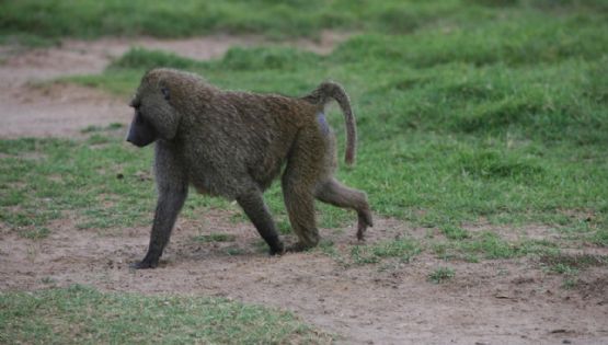 Captan a un primate deambulando en Nuevo León y el hecho llama la atención entre viajeros