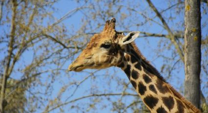 ¿Cómo llegar al Safari en Hidalgo con más de 1,000 animales que puedes visitar a una hora de CDMX?