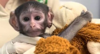 Yuji, el "Punch tapatío": El tierno mono que abraza un peluche en el Zoológico de Guadalajara