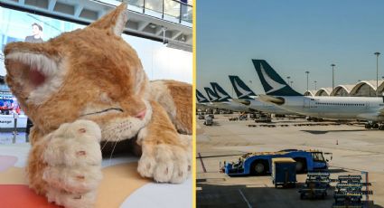 El gato gigante que sorprendió a viajeros en el aeropuerto de Hong Kong y se volvió viral