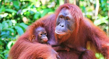 El nacimiento de un orangután de Borneo en Madrid da esperanza a una especie en peligro crítico