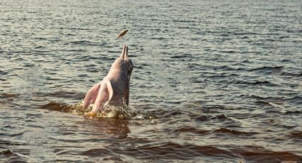 Así fue el increíble momento de ver delfines rosados en libertad