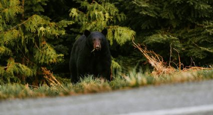 El video de una osa y sus ositos cruzando las calles de Monterrey que cautiva a las redes