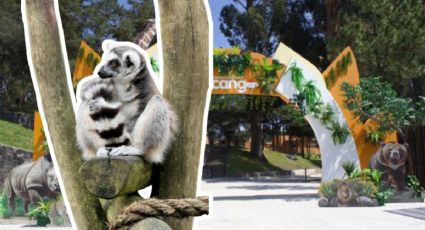 Escapada con niños: El rincón de Zacango donde habitan los lémures de Madagascar