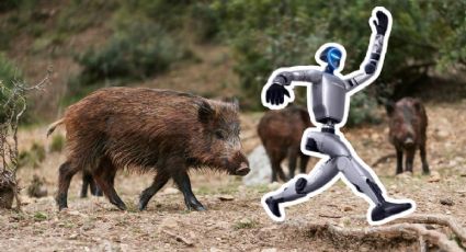 Robot vs. Jabalíes: La singular carrera en las calles de Polonia que ya es viral