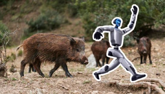 Robot vs. Jabalíes: La singular carrera en las calles de Polonia que ya es viral