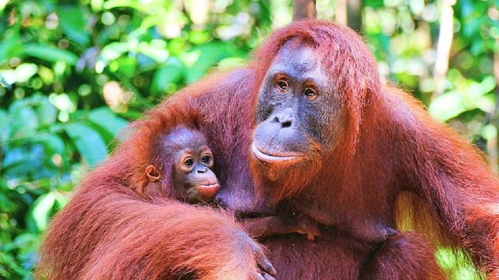 El nacimiento de un orangután de Borneo en Madrid da esperanza a una especie en peligro crítico