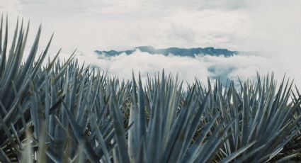 Reporte del clima y pronóstico para Tequila este domingo 19 de abril