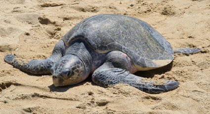 La tortuga lora registra anidación en playas de Tamaulipas pese a restos de chapopote