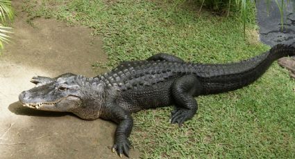 Captan a cocodrilo ‘turisteando’ en las calles de Celestún y se vuelve viral