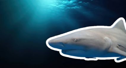 El inesperado hallazgo de tiburón limón en Panamá que podría cambiar la historia marina