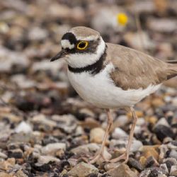Islas Marías: registran avistamiento de chorlito nevado en esta área natural protegida