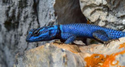El Pueblo Mágico de Hidalgo con un paraíso natural de montañas, senderos y biodiversidad