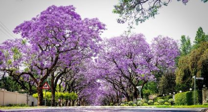 El Pueblo Mágico de Michoacán donde las jacarandas pintan de morado el paisaje