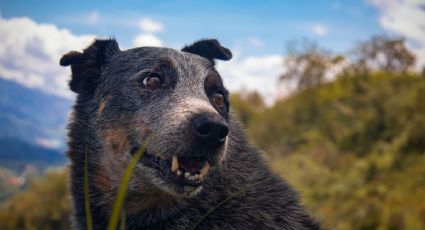 5 recomendaciones para viajar con tu perro a destinos naturales de forma segura