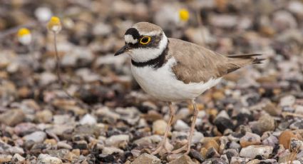 Islas Marías: registran avistamiento de chorlito nevado en esta área natural protegida