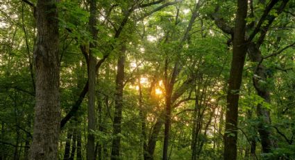 ¿Cómo llegar al Parque Los Remedios en Edomex para admirar más de 500 especies de flora y fauna?
