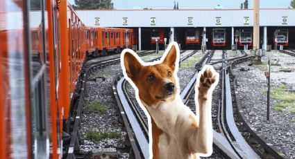 Así fue el rescate de un perrito en el la Línea B del Metro CDMX