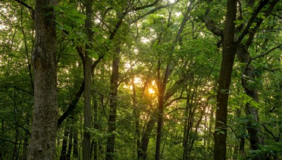 ¿Cómo llegar al Parque Los Remedios en Edomex para admirar más de 500 especies de flora y fauna?