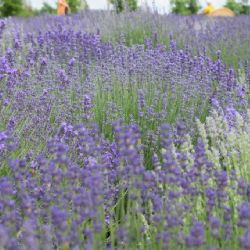 El pueblito de Puebla para recorrer campos de lavanda el fin de semana