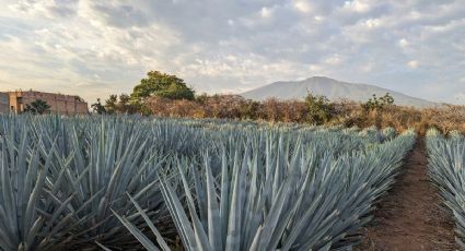 Pronóstico del clima en Tequila para este viernes 17 de abril