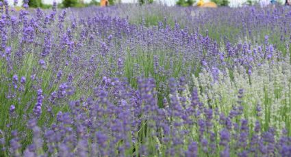 El pueblito de Puebla para recorrer campos de lavanda el fin de semana