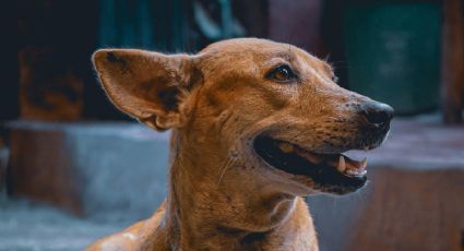 Perritos caramelo reciben nombramiento de raza oficial mexicana