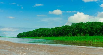 Amazonas mexicano en Nayarit: cuánto cuesta el paseo entre manglares ocultos, cocodrilos y selva
