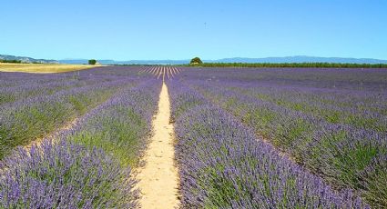 ¿Cómo llegar desde CDMX al pueblito para recorrer campos de lavanda el fin de semana?