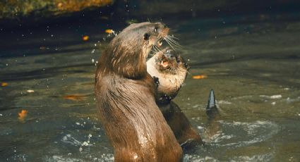 Captan a nutrias juguetonas en Oaxaca y las llaman “perritos de agua” por esta razón